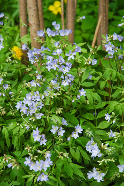 Jacob's Ladder, Creeping