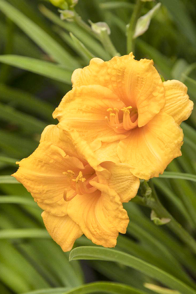 Daylily, Endlesslily Orange
