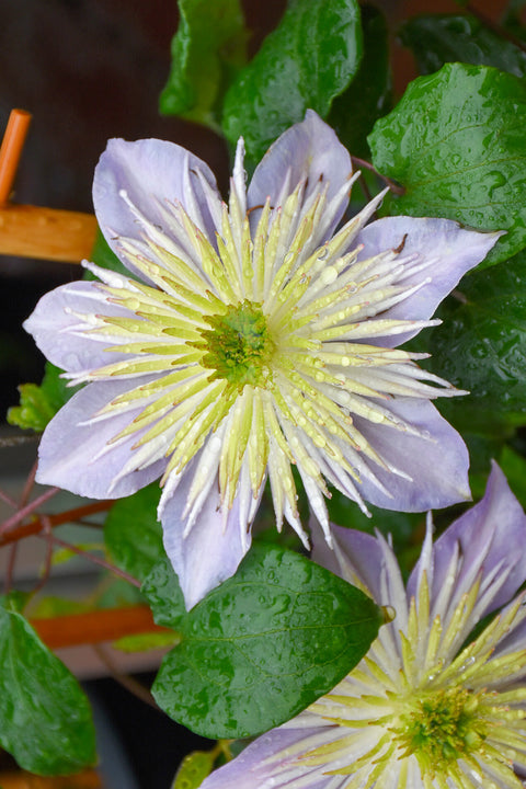 Clematis, Crystal Fountain