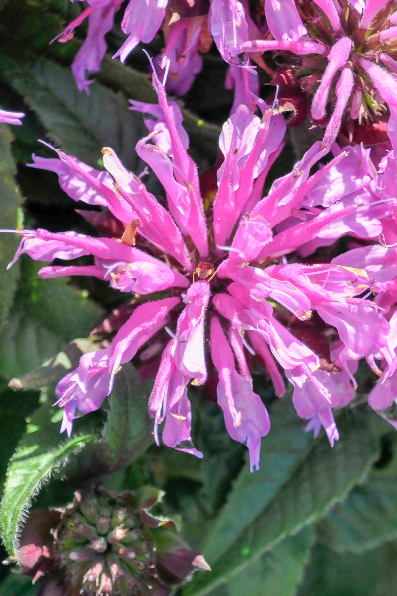 Bee Balm, Pardon My Lavende