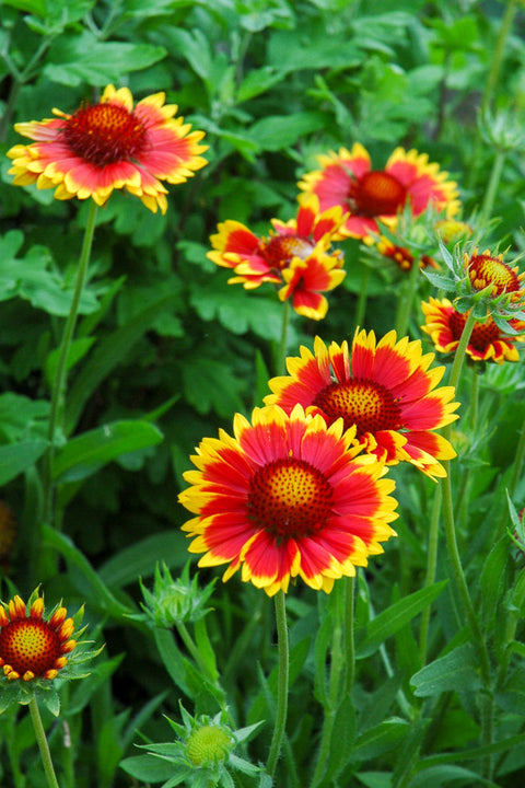 Blanket Flower, Goblin