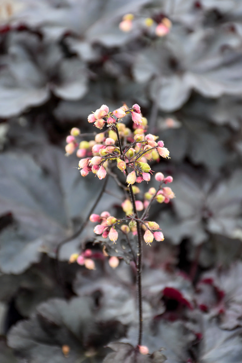 Coral Bells, Black Pearl