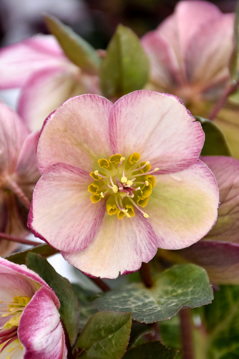 Lenten Rose, Bayli's Blush