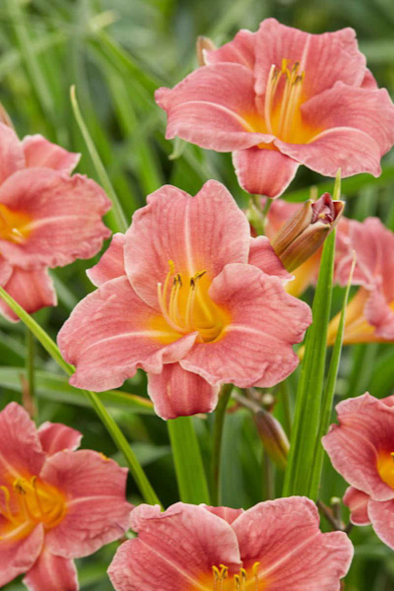 Daylily, Endlesslily Coral