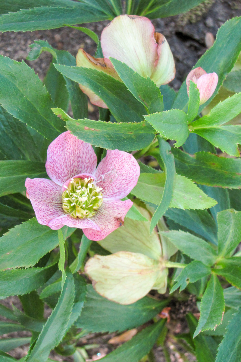 Lenten Rose, Cherry Blossom