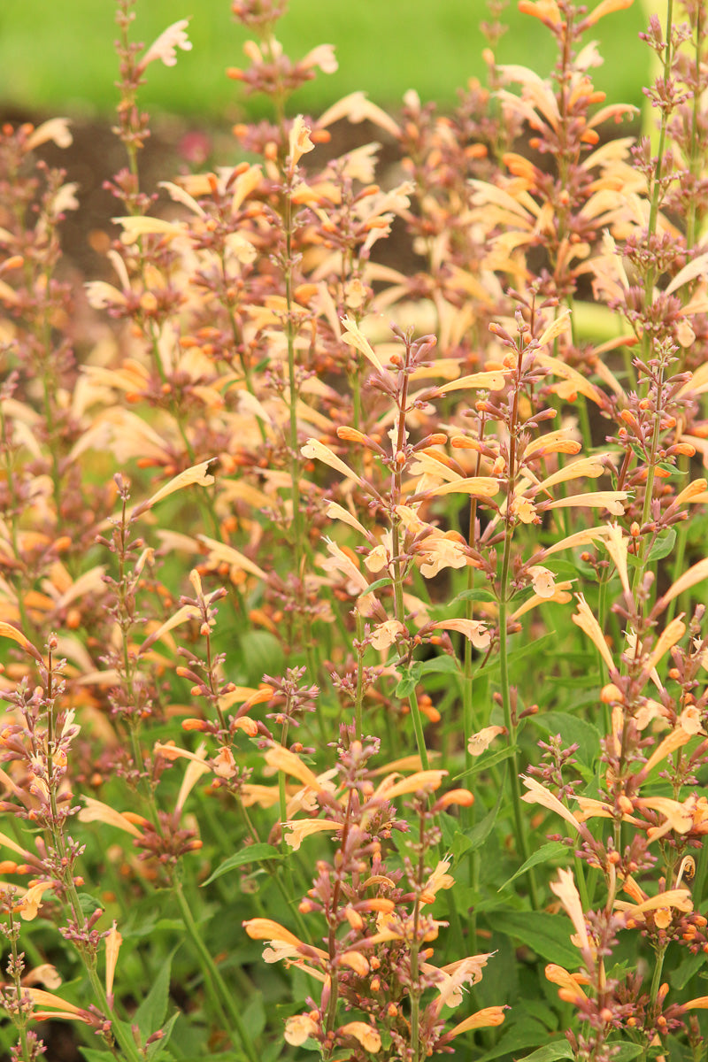 Agastache, Queen Nectarine