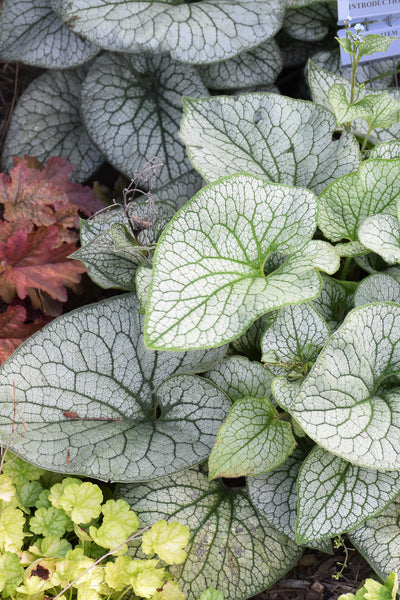 Brunnera, Queen Of Hearts