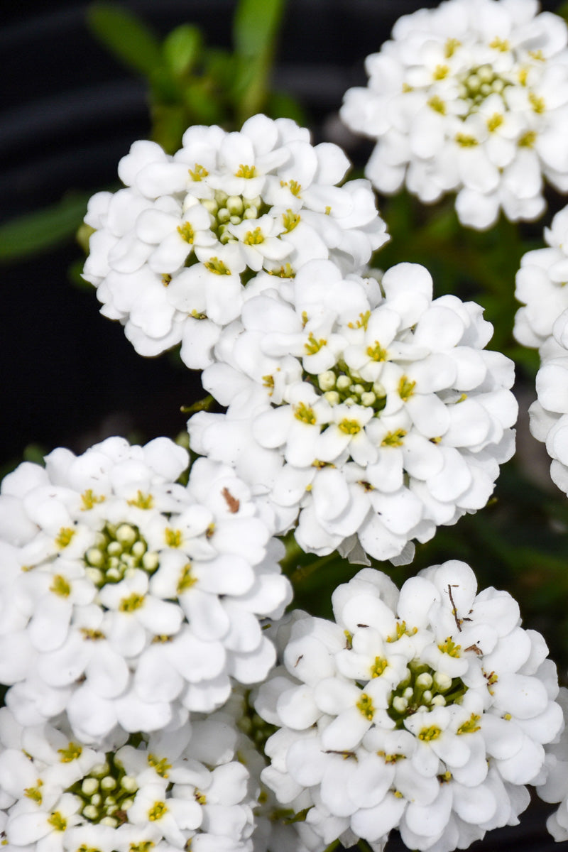 Candytuft, Snowsurfer Forte