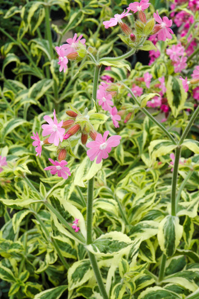 Catchfly, Clifford Moor