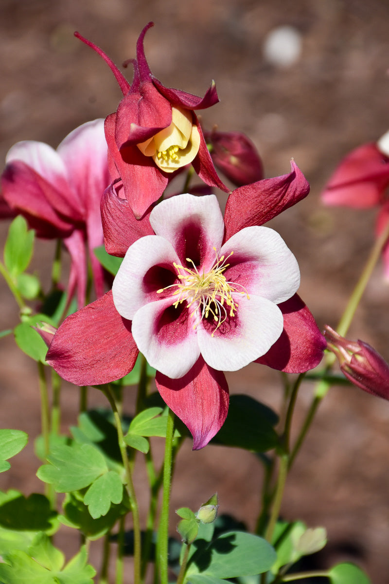 Columbine, Earlybird Red White