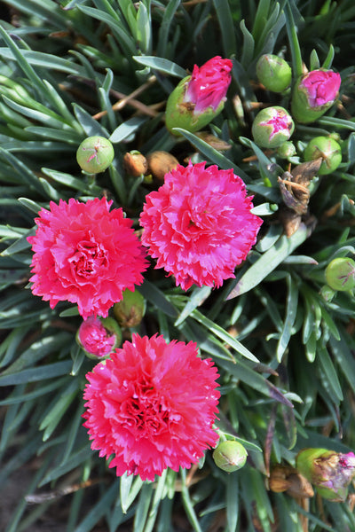 Dianthus, Fruit Punch Cranberry Cocktail