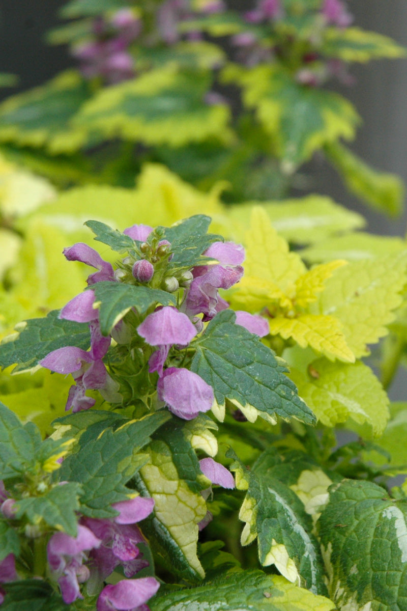 Lamium, Anne Greenaway