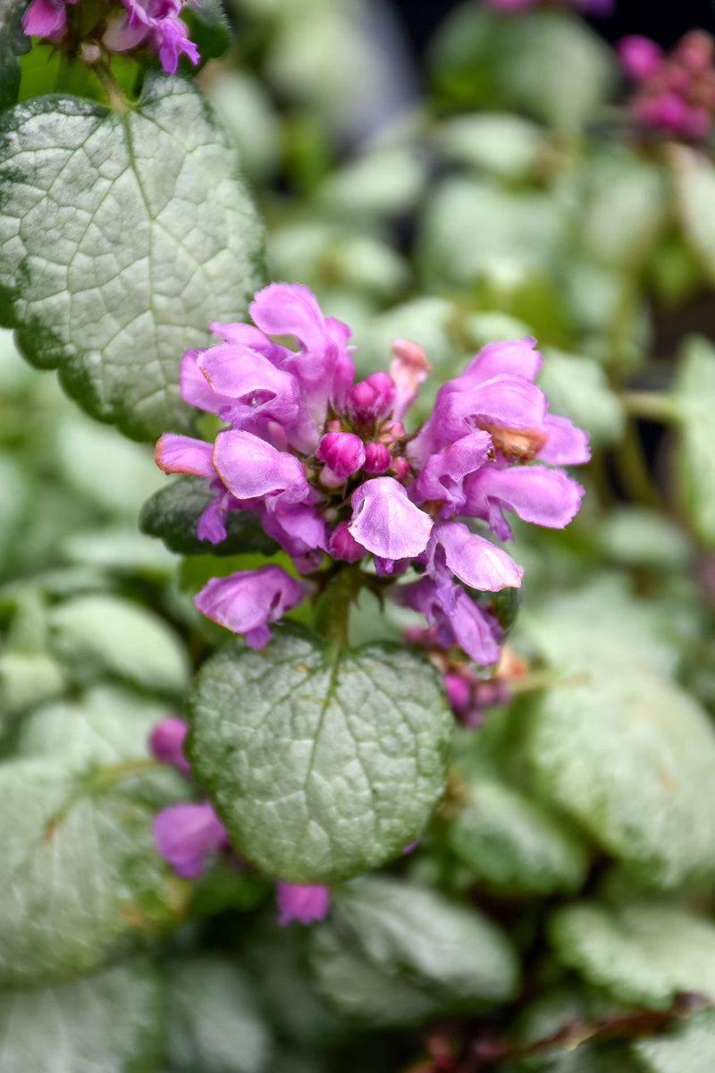 Lamium, Red Nancy