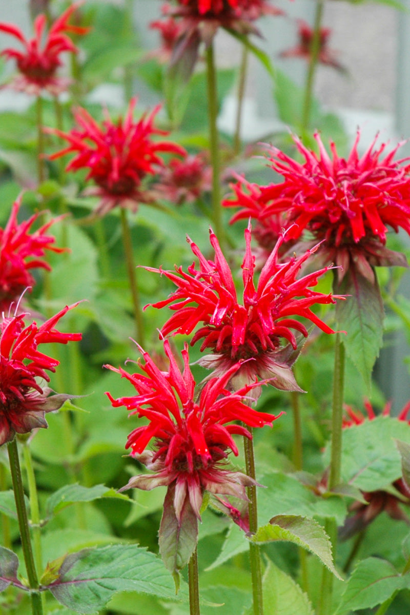 Bee Balm, Jacob Cline