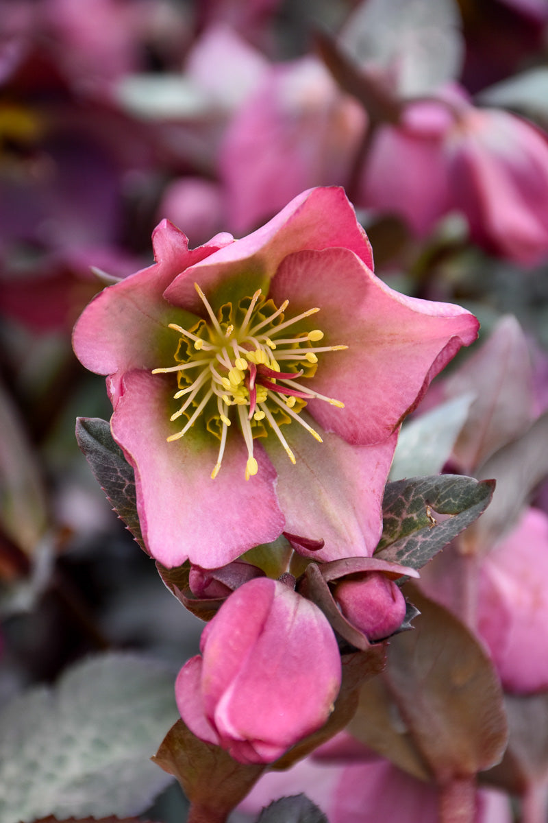 Lenten Rose, Dorothy's Dawn