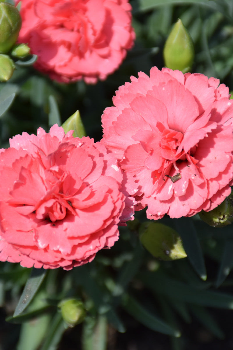 Dianthus, Fruit Punch Classic Coral