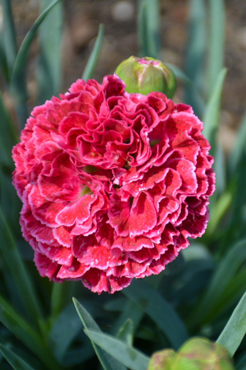 Dianthus, Fruit Punch Raspberry Ruffles