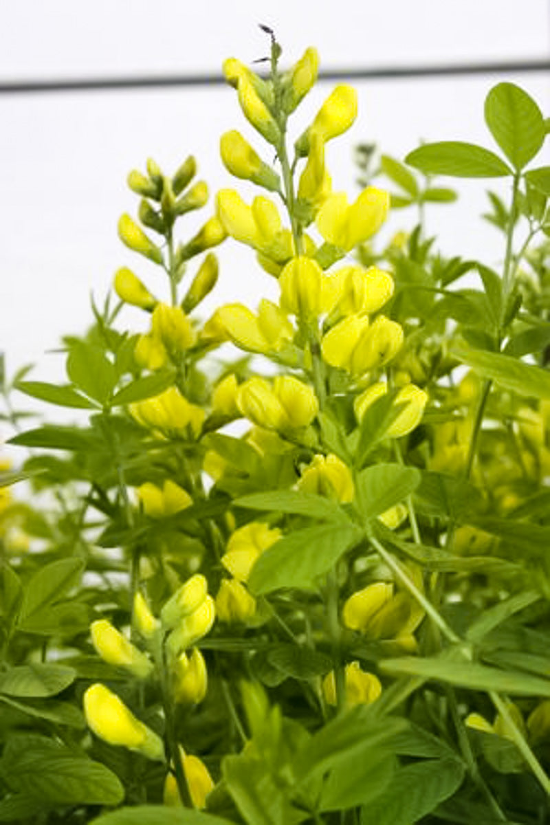 False Indigo, Sunny Morning