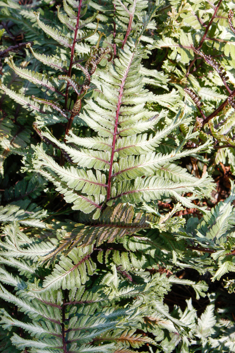 Fern, Japanese Painted Crested Surf
