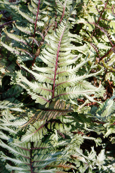 Fern, Japanese Painted