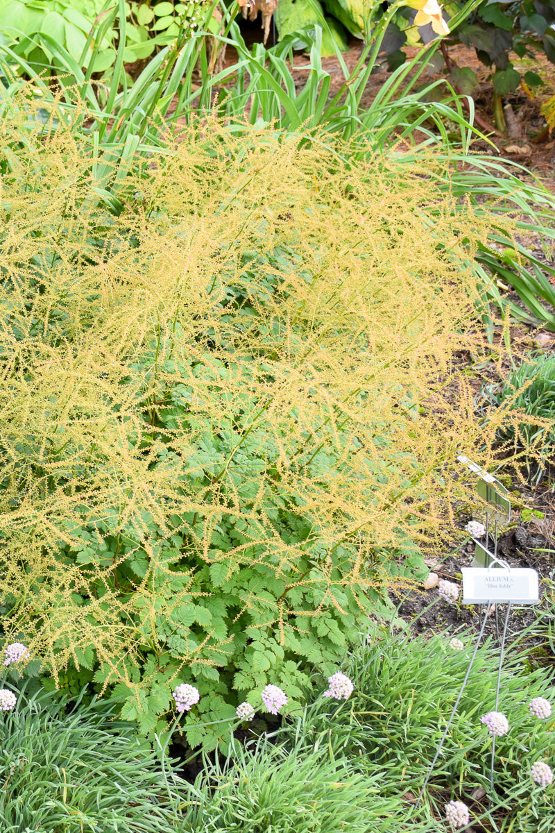 Goat'S Beard, Chantilly La