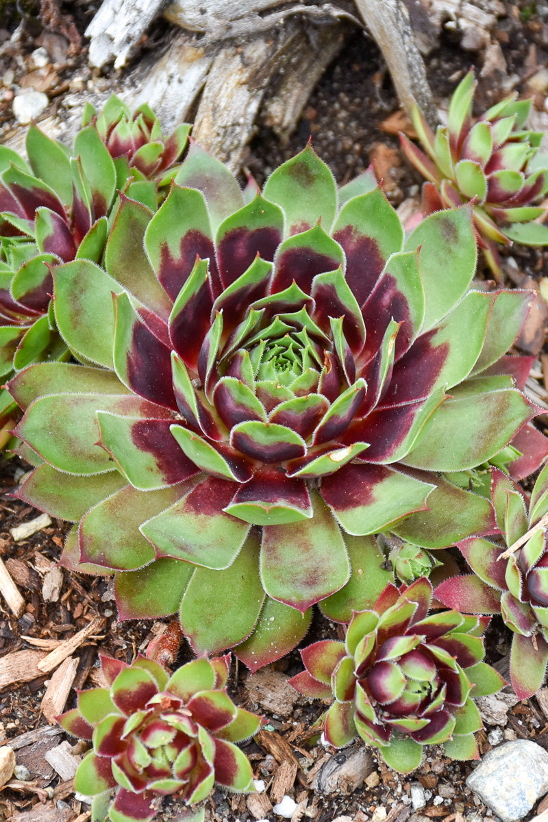 Hen & Chicks, Killer