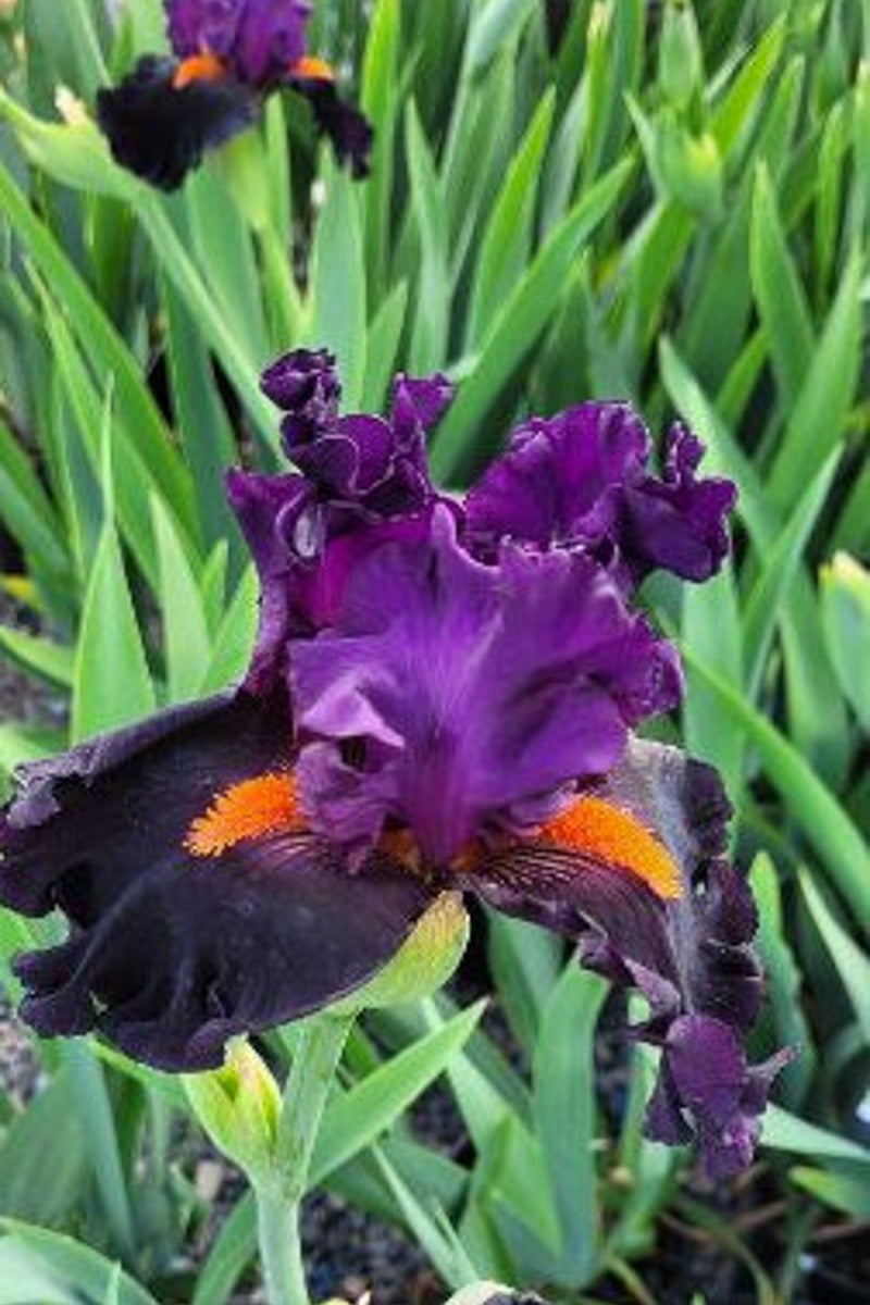 Iris, Bearded Sharp Dressed