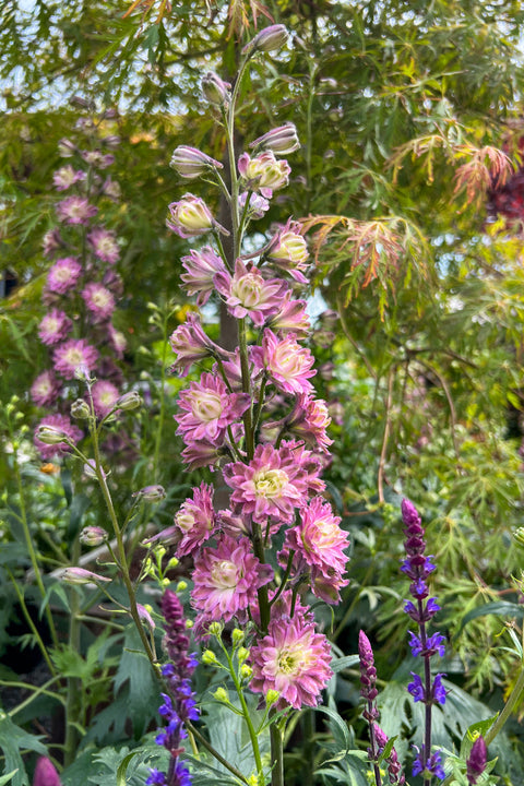 Delphinium,Moonlight