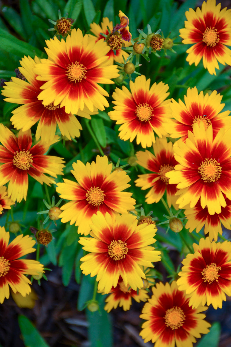 Coreopsis, Up Tick Gld&Brnz