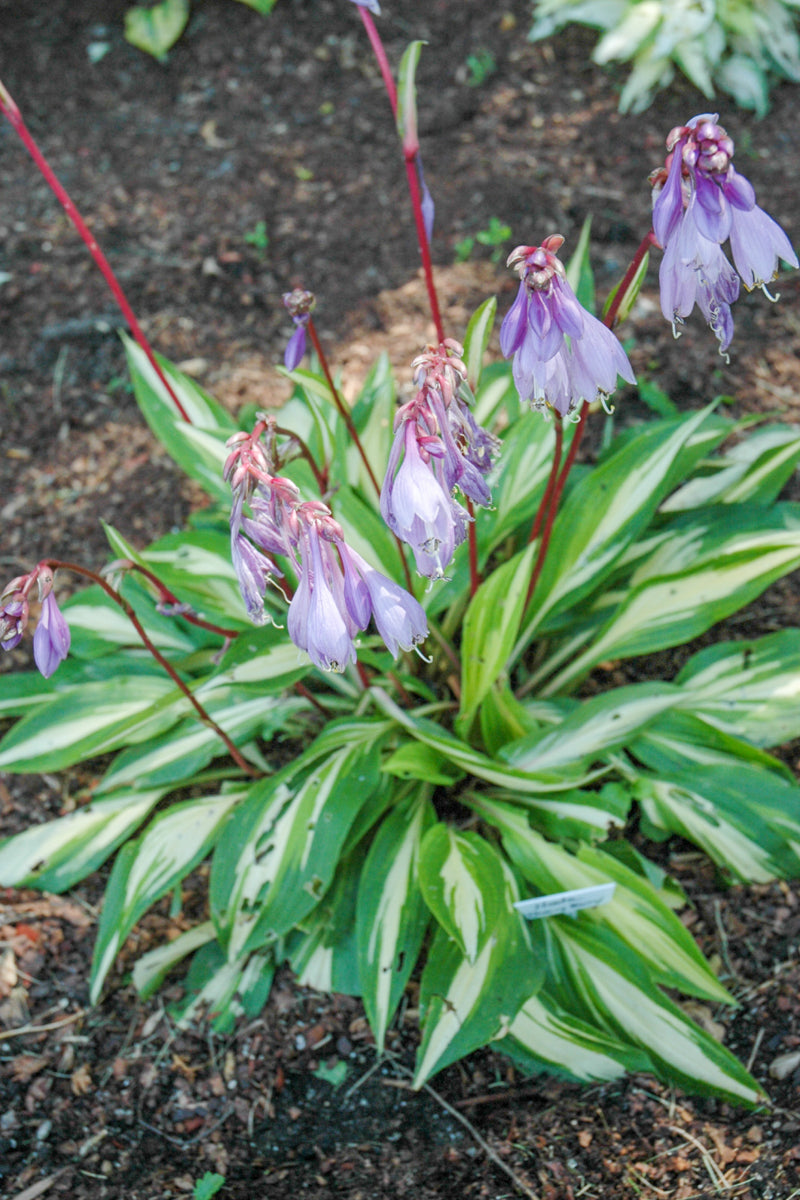 Hosta, Cherry Berry