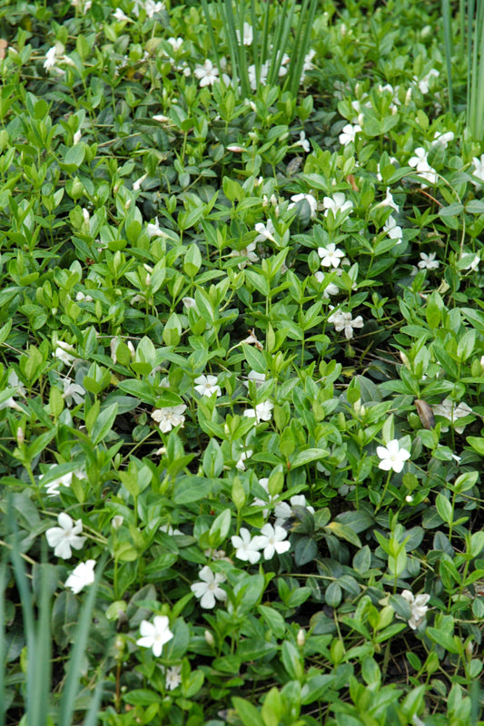 Vinca, White