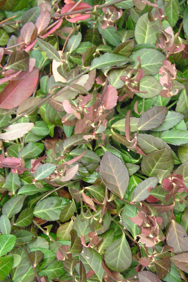 Euonymus, Coloratus