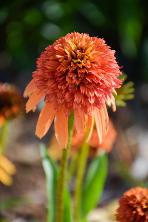 Coneflower, Marmalade