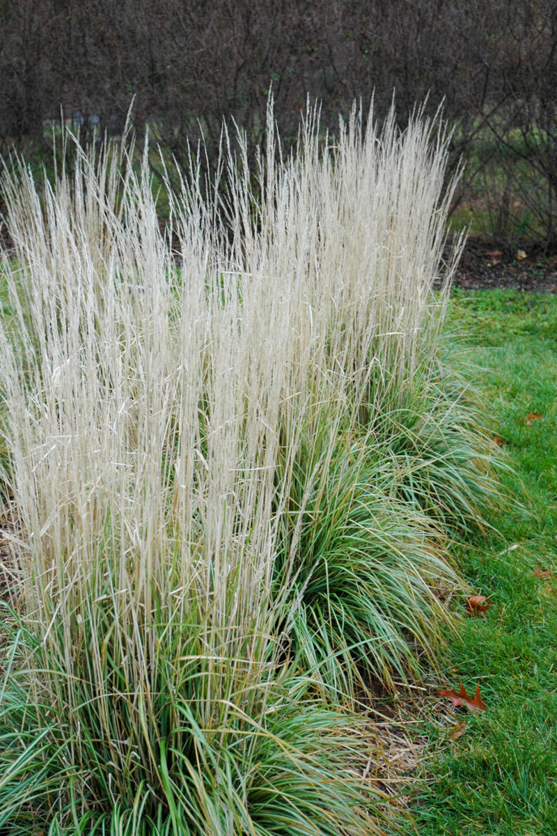 Feather Reed Grass, Avalanche