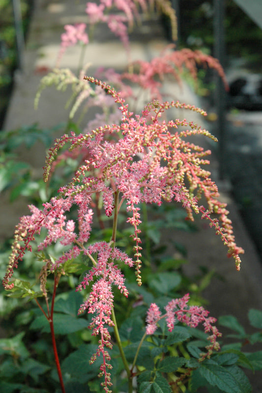 Astilbe, Ostrich Plume