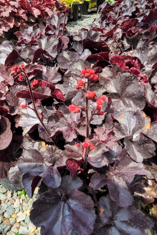 Coral Bells, Black Forest C