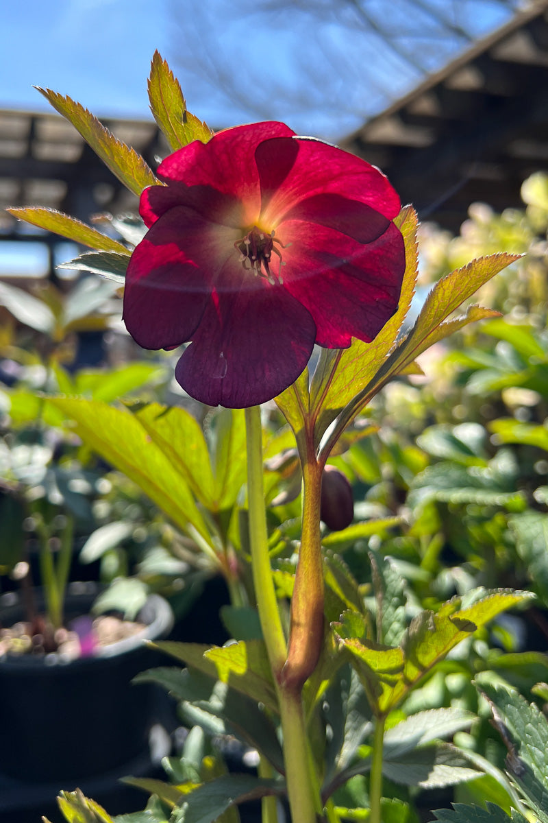 Lenten Rose, Rome In Red