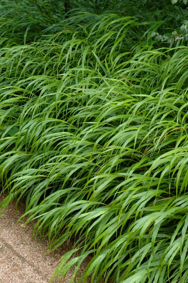 Grass, Hakone