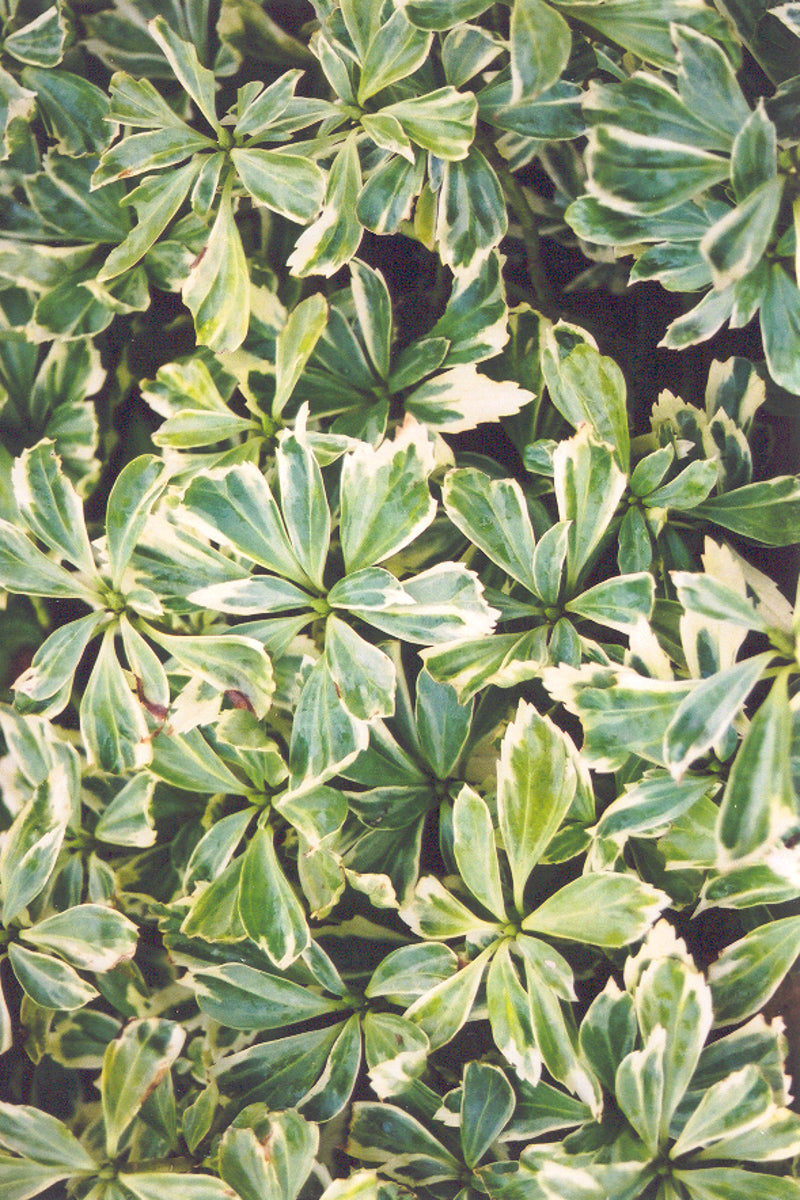Pachysandra Term Silver Edge