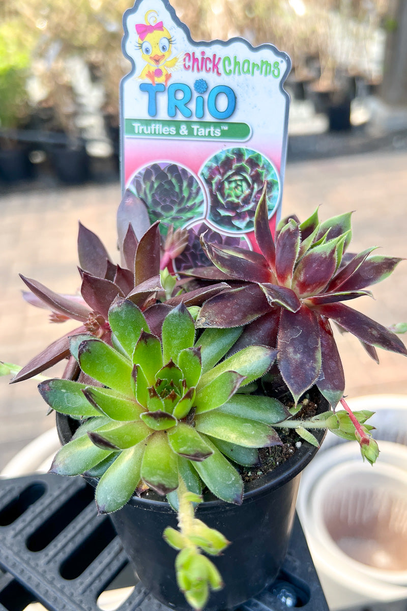 Hen & Chicks, Trio Truffles