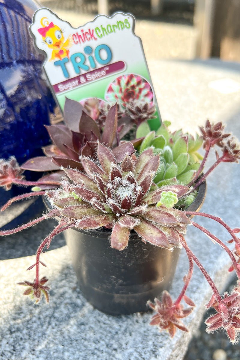 Hen & Chicks, Trio Sugar