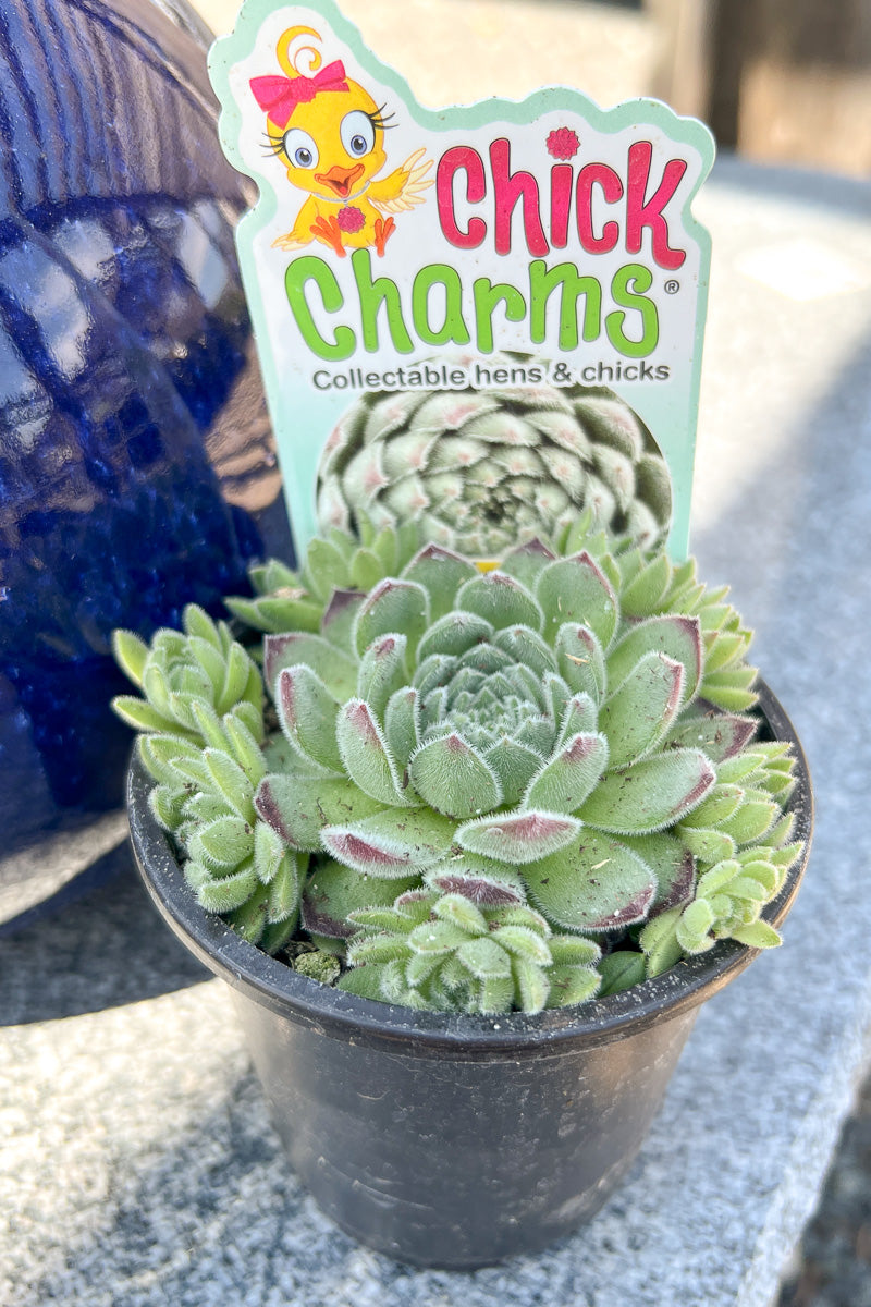 Hen & Chicks, Sugar Shim