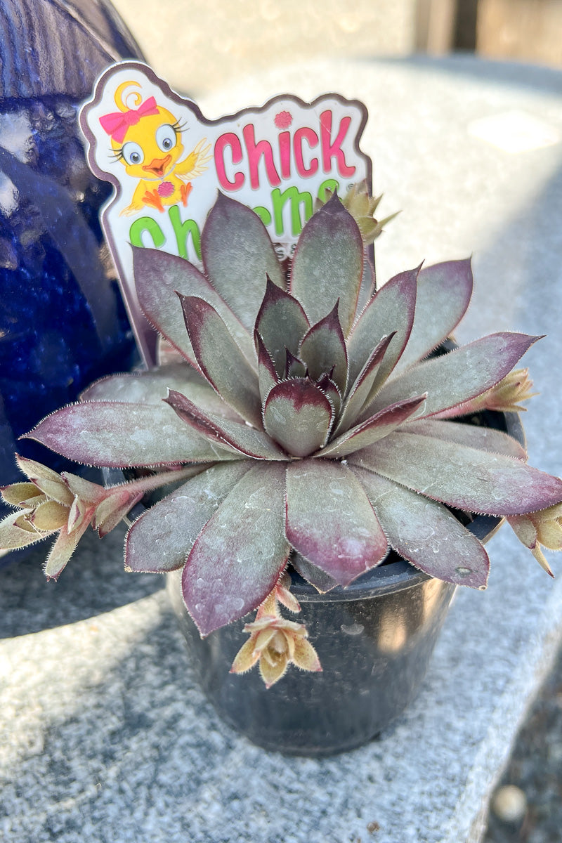 Hen & Chicks, Grape Galaxy