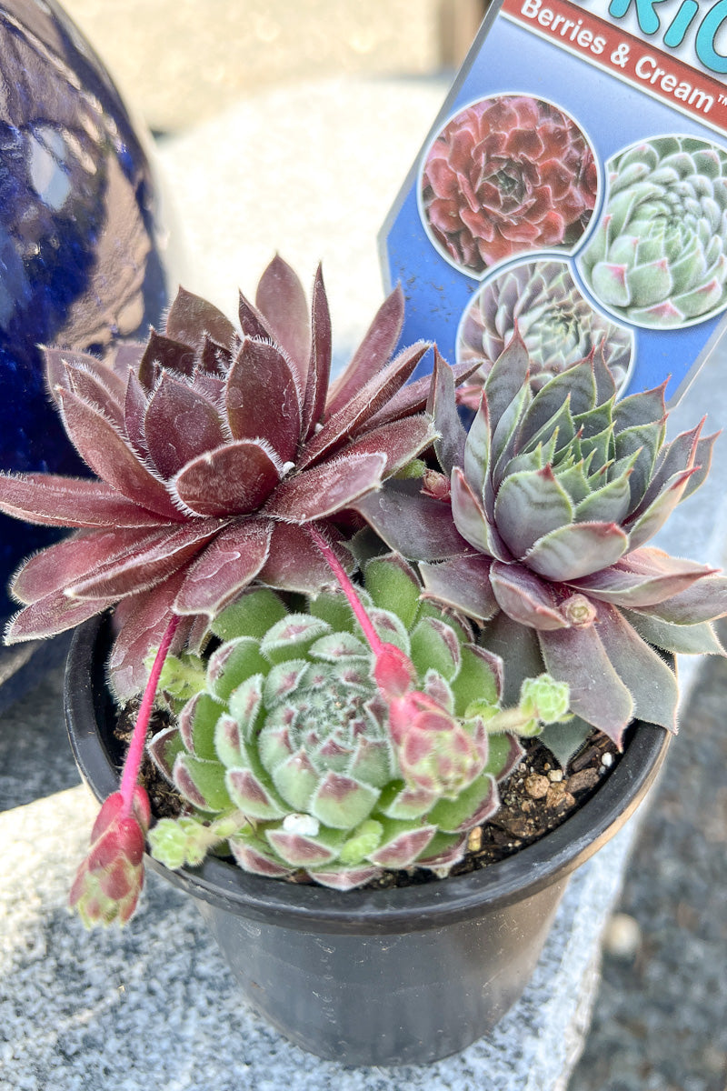 Hen & Chicks, Trio Berries