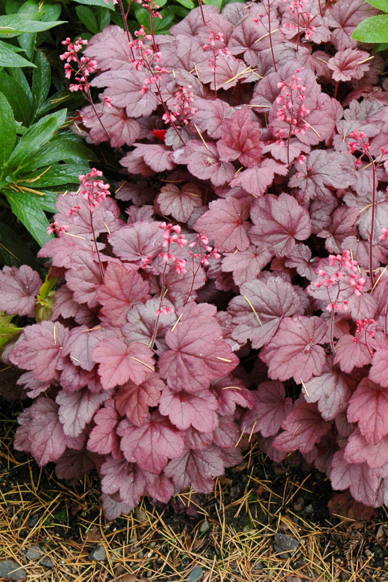 Coral Bells, Grape Soda