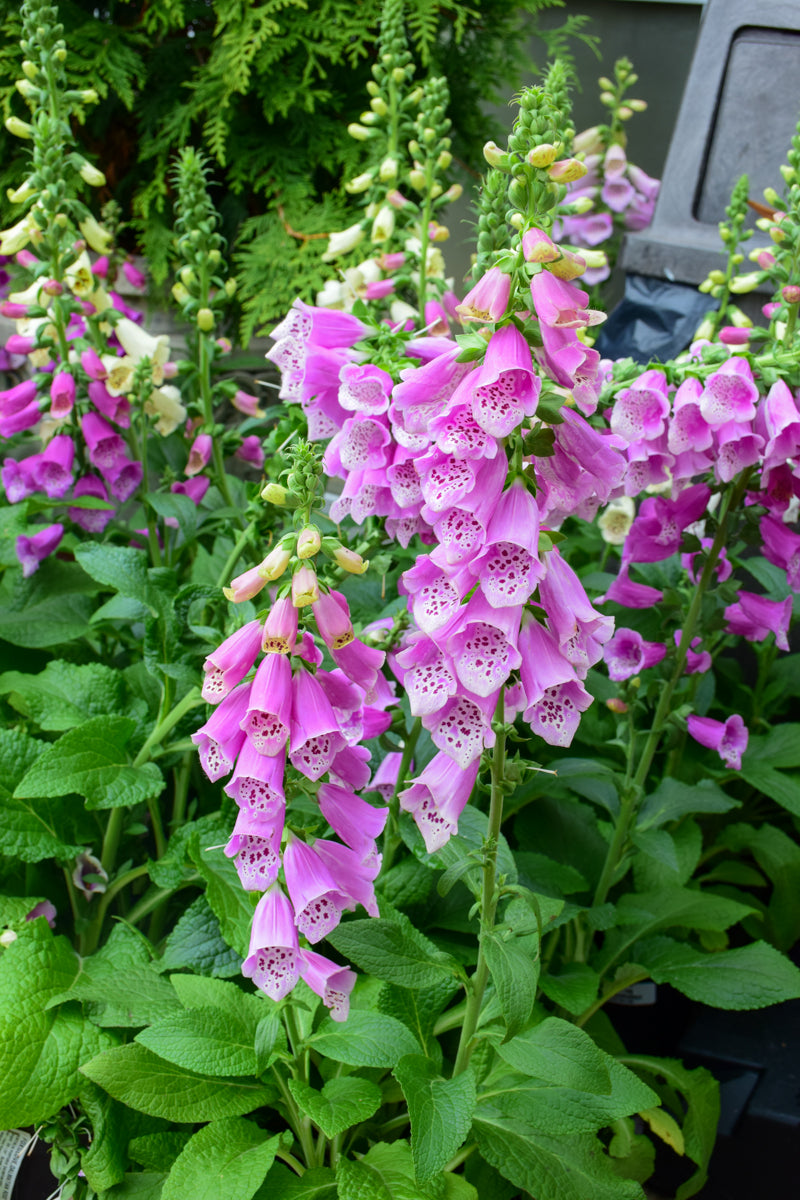 Foxglove, Dalmatian Rose