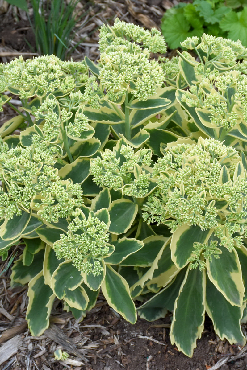 Sedum, Elsie'S Gold