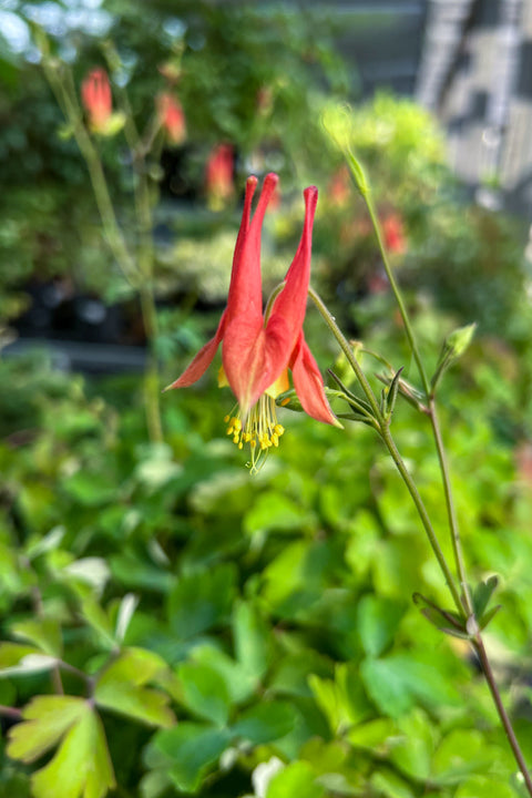 Columbine, Wild