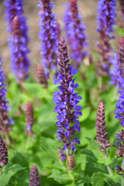 Salvia, Violet Riot Color