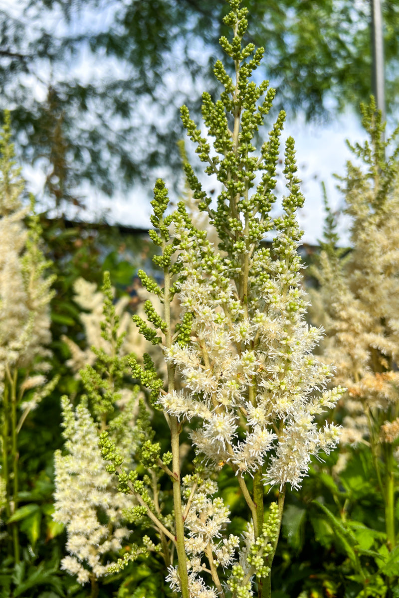 Astilbe, Ivory Pearls